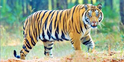 সুন্দরবনের প্রাণী প্রবন্ধের ৬টি সংক্ষিপ্ত প্রশ্ন ও উত্তর, ১ম পর্ব, পঞ্চম শ্রেণির বাংলা